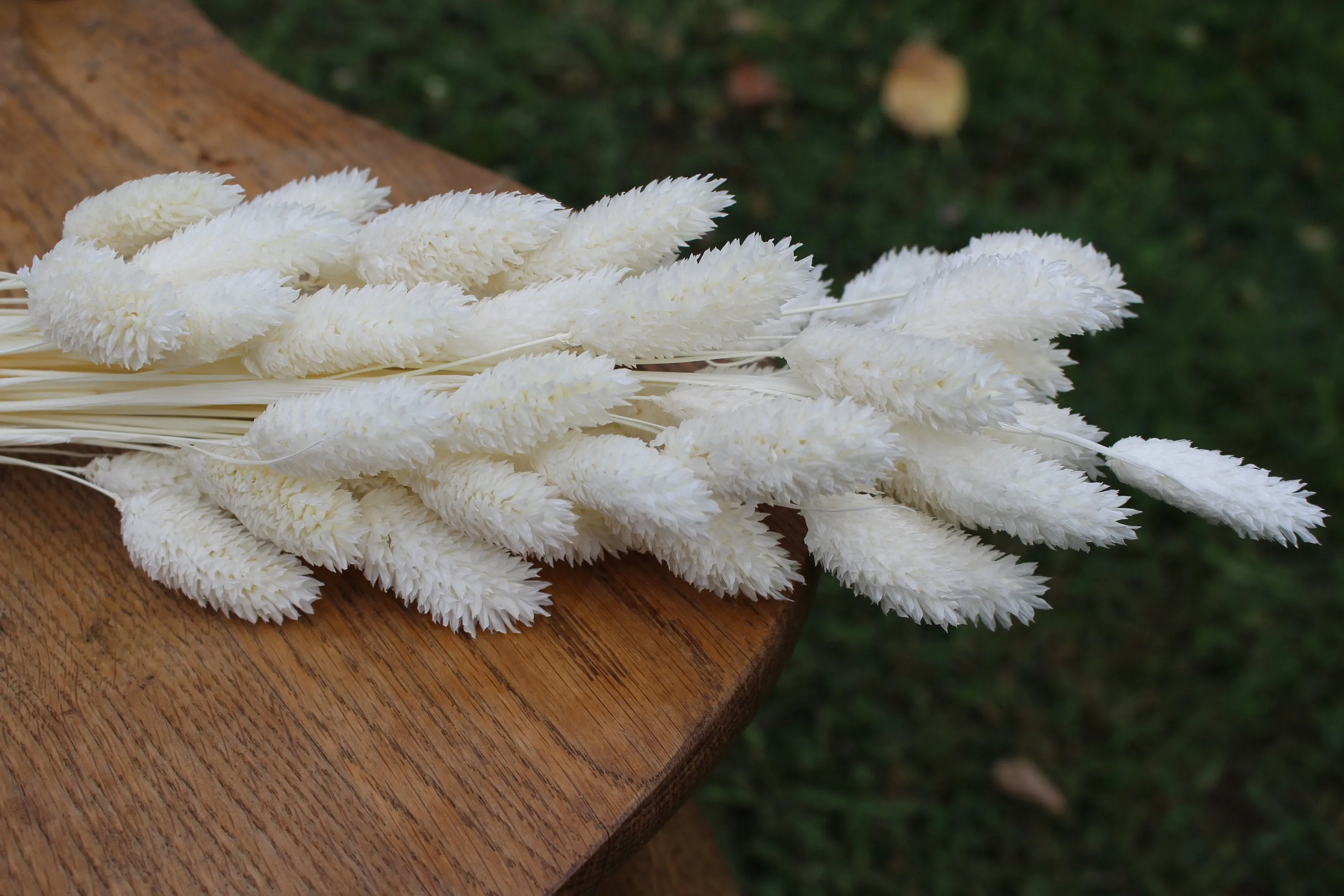 Bleached Phalaris/ Textured Bunny Tails