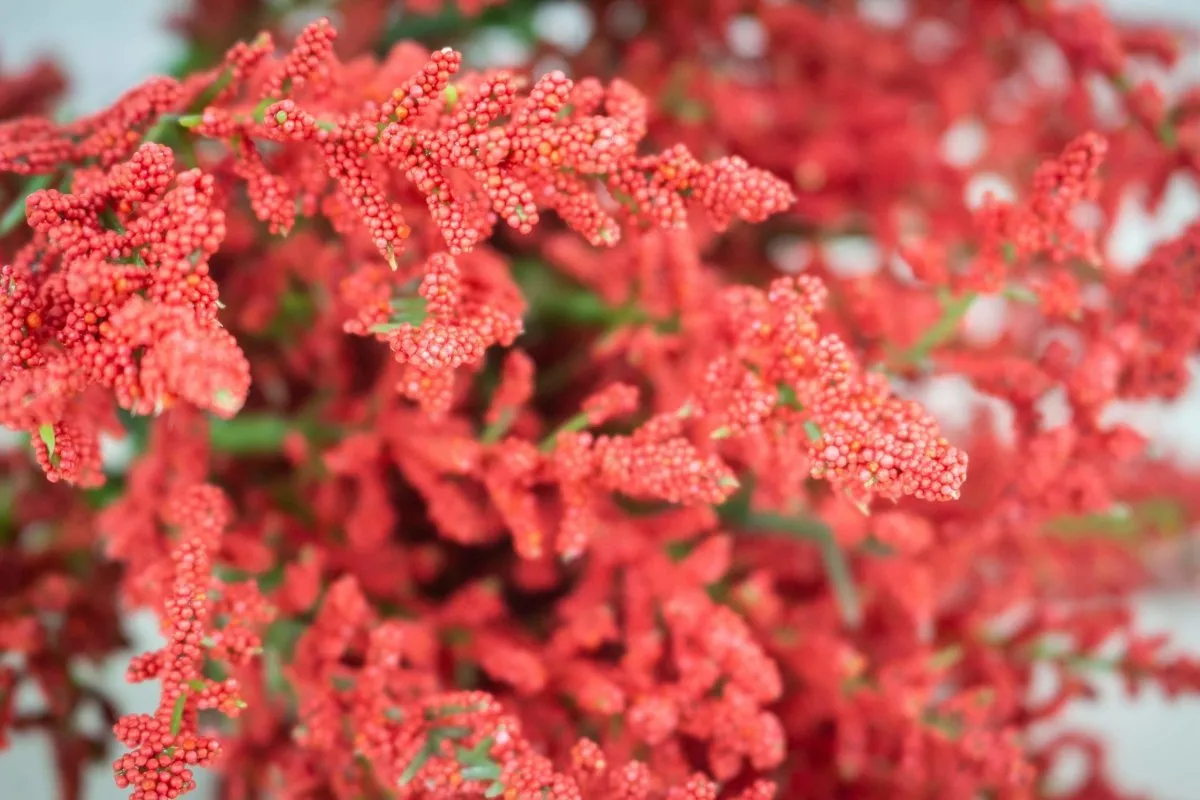 Heather Bush - Red